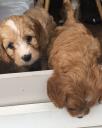 Cavapoo puppies ready to leave logo